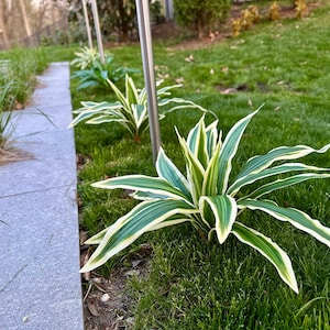 Planta artificial Brazilian Beauty Tequila de 20 hojas para jardín. imagen 1