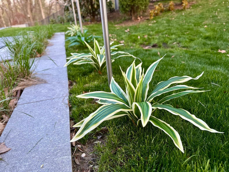 Planta artificial Brazilian Beauty Tequila de 20 hojas para jardín. imagen 1