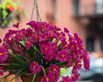 Juliette – Falsa flor de gloria de la mañana