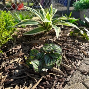 Planta artificial Brazilian Beauty Tequila de 20 hojas para jardín. imagen 8