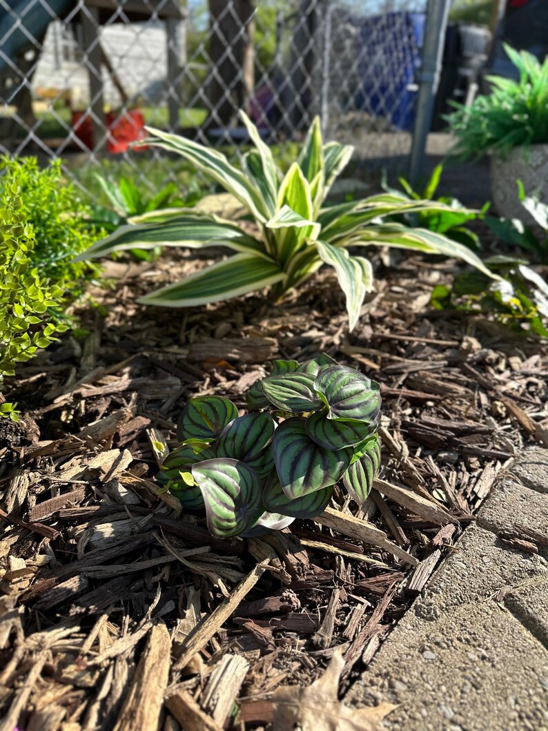 Planta artificial Brazilian Beauty Tequila de 20 hojas para jardín. imagen 8