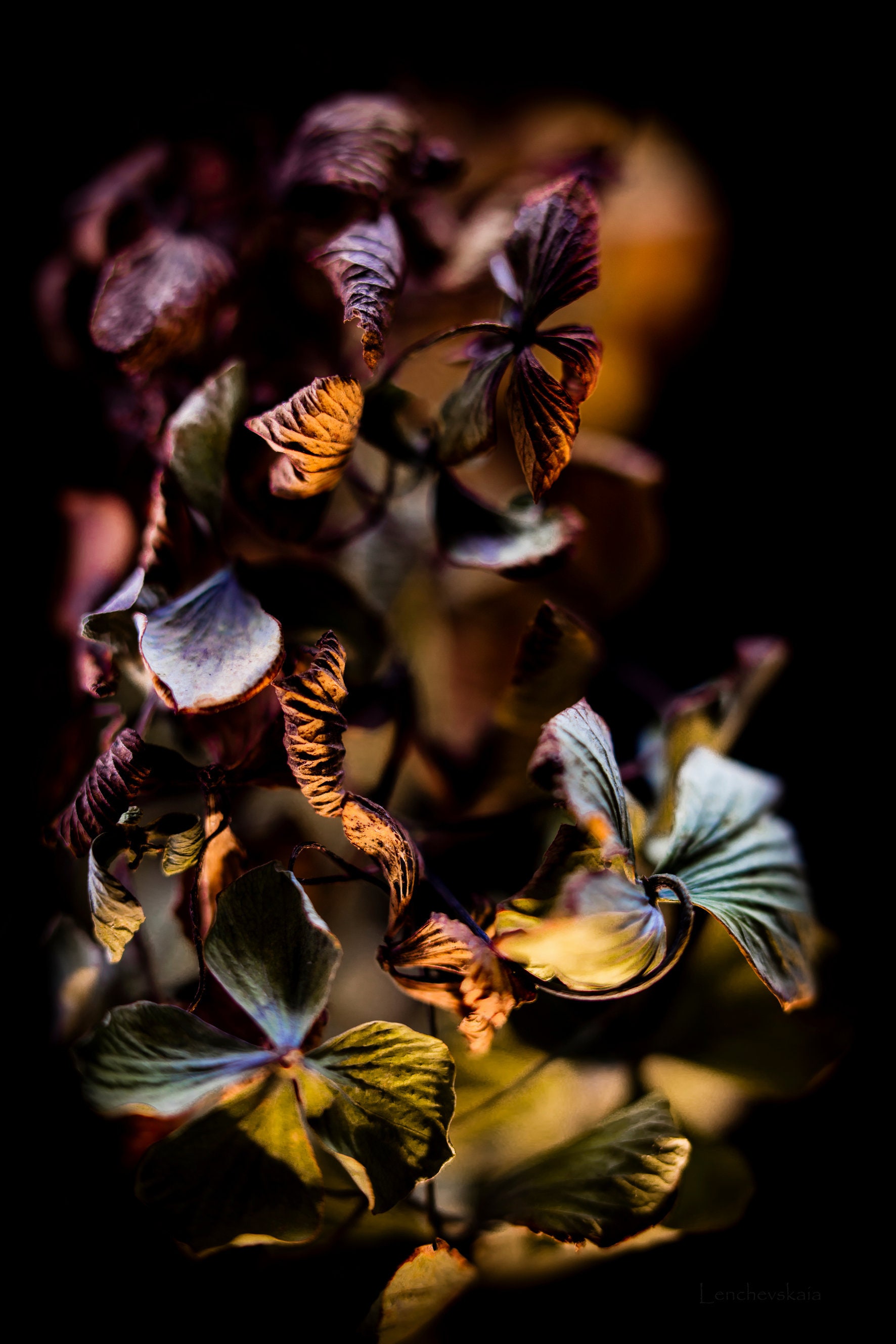 Hortensia Photo
