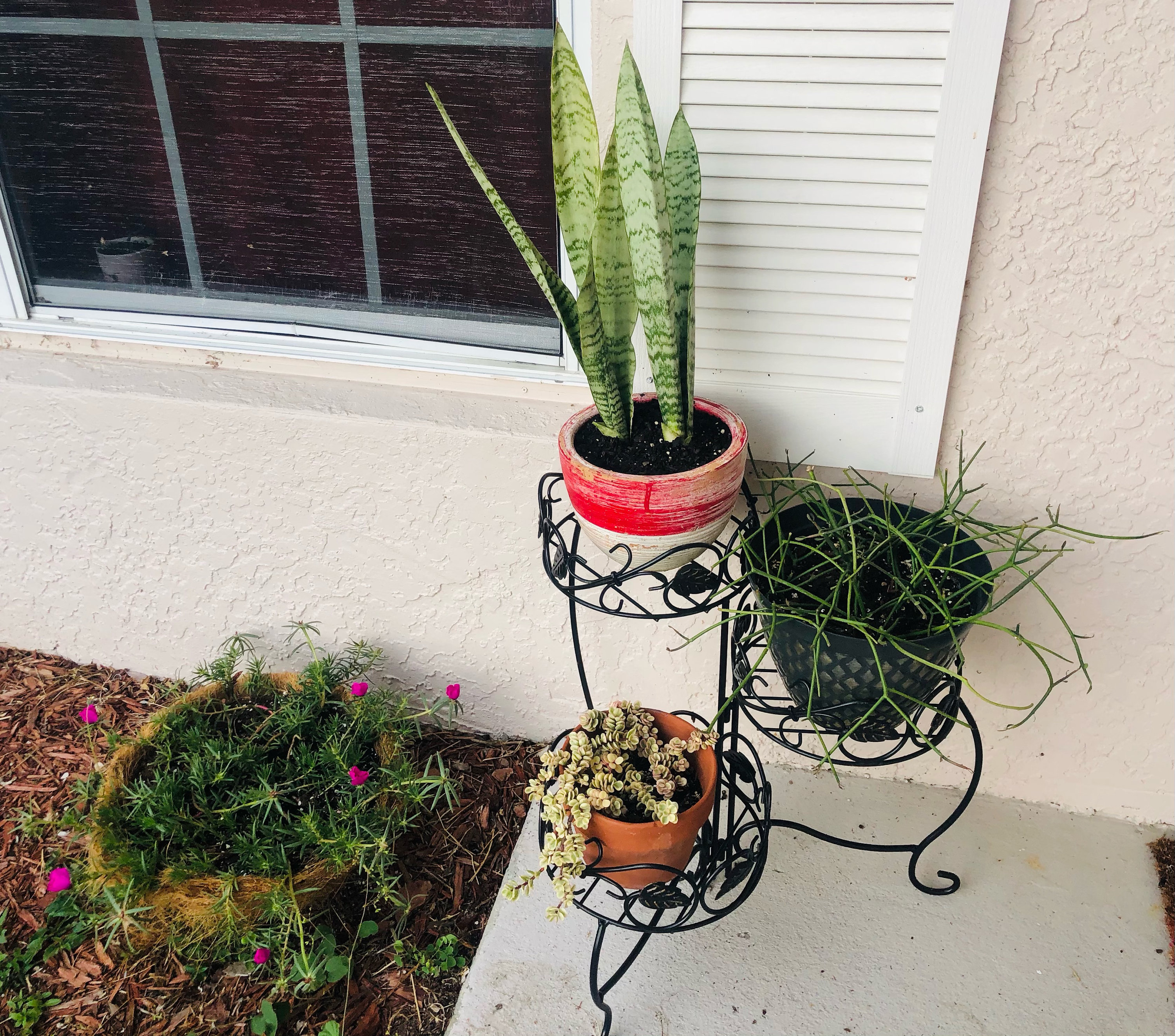 Snake Plant Pup Etsy