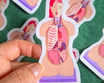 Classroom Anatomical Model Sticker - Colorful Anatomy Vinyl Sticker
