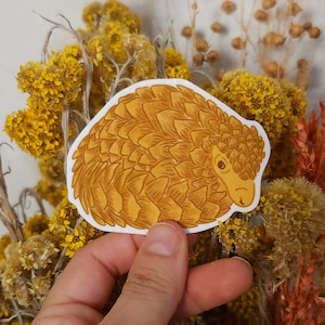 Pangolin Sticker - Pangolin Lover Sticker For Laptops, Cars, Water Bottles