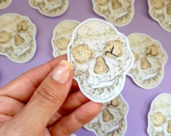 Dmanisi Skull 4 Vinyl Sticker - Waterproof Homo Erectus Sticker