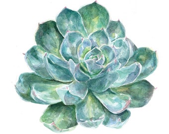 May include: Watercolor painting of a green succulent plant with a rosette shape. The plant has many leaves that are a light green color with a hint of blue.