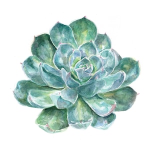 Succulent | Plant | Watercolor | Art Print | 5x7 | 8x10