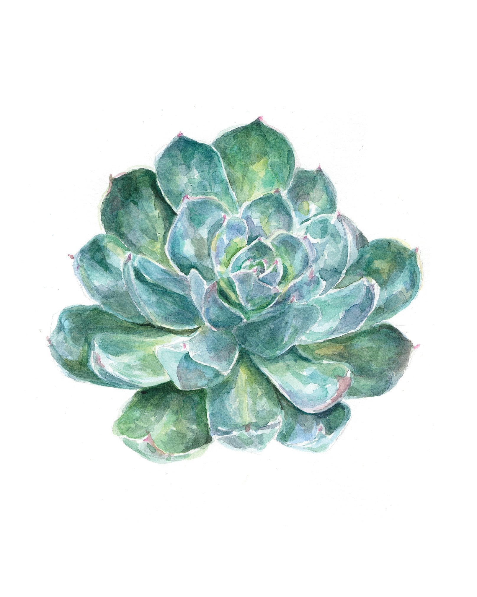 Succulent Plant Watercolor Art Print 5x7 8x10 - Etsy succulent-plant-watercolor-art-print-5x7-8x10-etsy