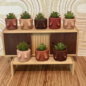 succulent subscription boxes Succulents Box main image 1