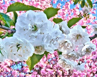 Apple Blossom flowers colour photograph, white petals and pink flowers wall decoration photography, colourful floral home decor print