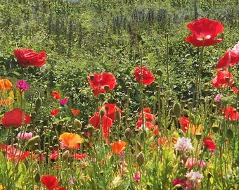 Può includere: Un campo di fiori selvatici in fiore, con papaveri rossi, fiori rosa e fiori gialli. I fiori crescono in un campo verde lussureggiante.