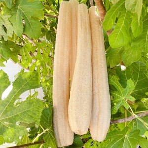 Natural X-Large Whole Loofah Sponge 20”+ - 25&quot; | 100% Eco-Friendly, Plant Based, Biodegradable