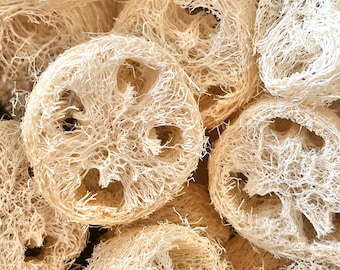 May include: Close-up of several natural loofah sponges. The sponges are a light beige color and have a circular shape with a porous, fibrous texture. The image is well-lit, highlighting the details of the loofahs.