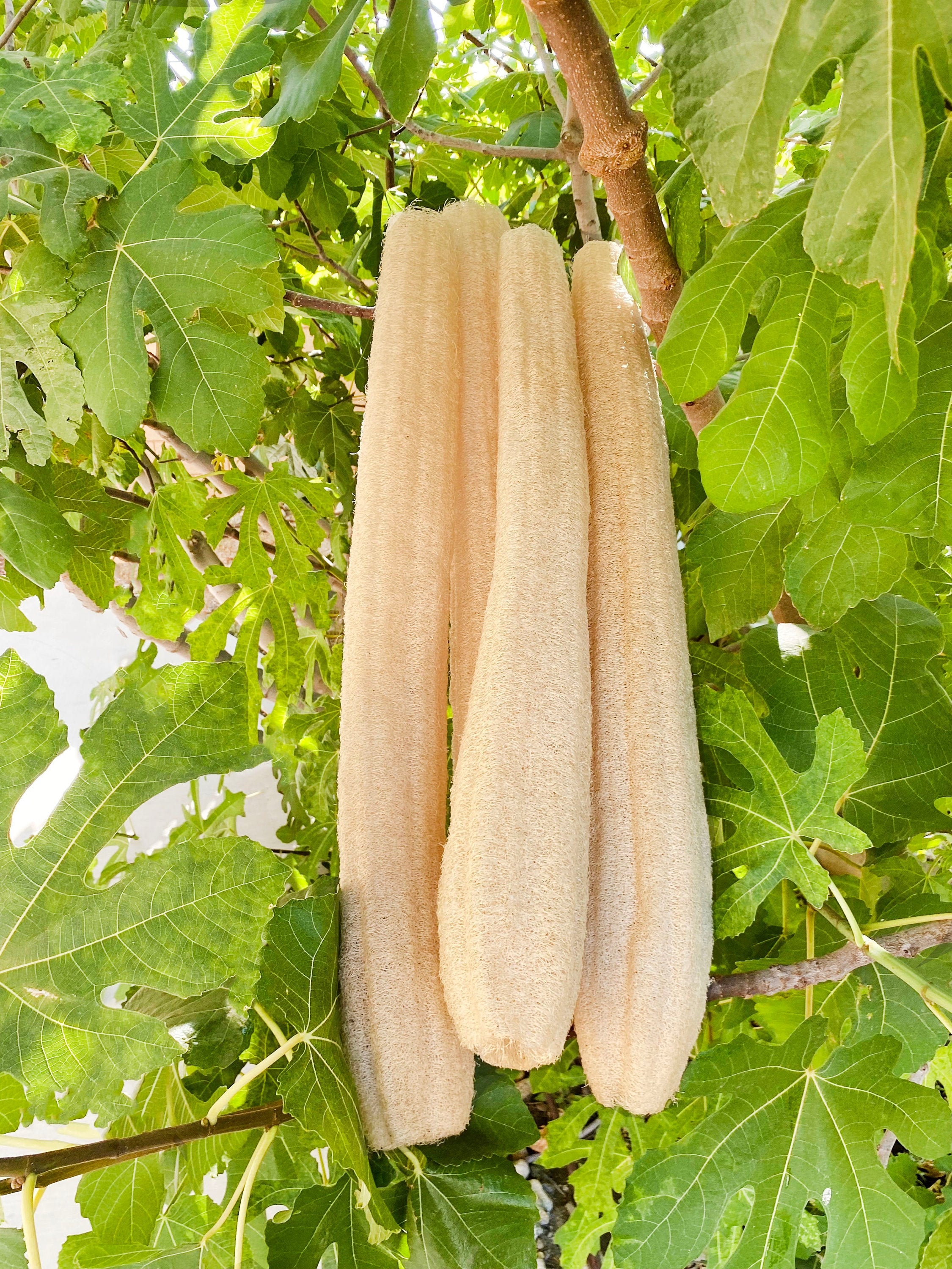 Natural X-Large Whole Loofah Sponge 20”+ - 25" | 100% Eco-Friendly, Plant Based, Biodegradable