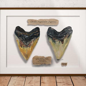 Carte sur soie Otodus Megalodon dent A4 230 g illustrée à la main