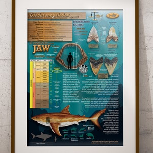 Grande affiche d'Otodus Megalodon illustrée à la main A3 carte en soie 200 g/m² approuvée par NHM, impression numérique, art mural