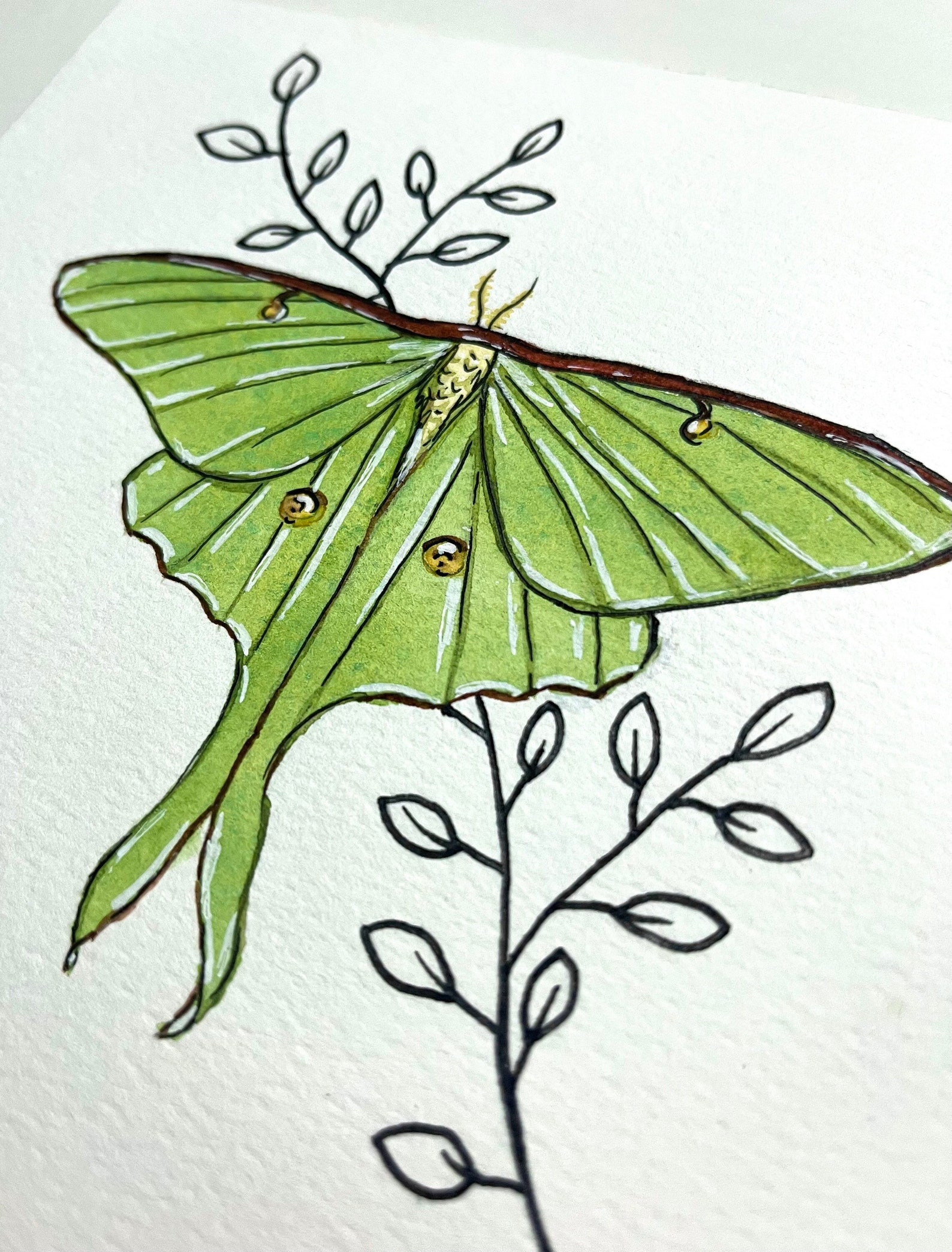 Original Luna Moth Watercolor Painting, Insect Wall Art (6x6) - Etsy