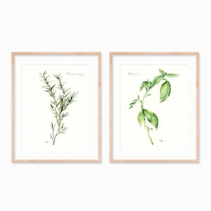 Garden Herbs - Rosemary & Basil Set - Watercolor Prints