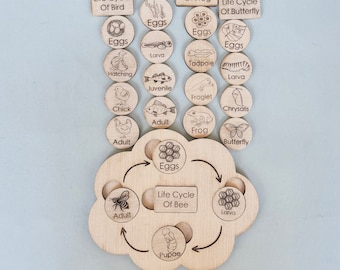 Jouet d'apprentissage du cycle de vie en bois | École à la maison Montessori