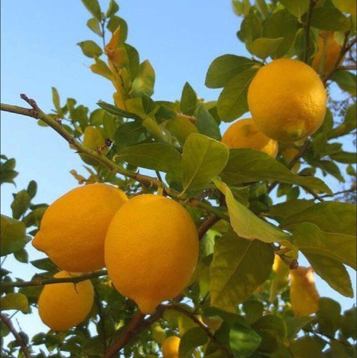 LEMON TREE Bath Salts Bath Ritual Epsom Salts for Bath Etsy