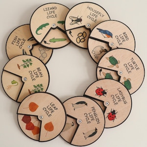 Wooden Life Cycle Wheels (12 cm) / Montessori Life Cycle