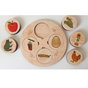 Wooden Life Cycle Board & Set of 6 Life Cycles ( 25 pcs)