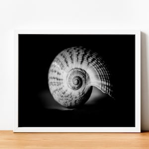 Sea Shell Print - Printable Wall Art, Digital Download, Black And White, beach decor, Modern Beach Art, Minimalist Prints, Sea Shell Print