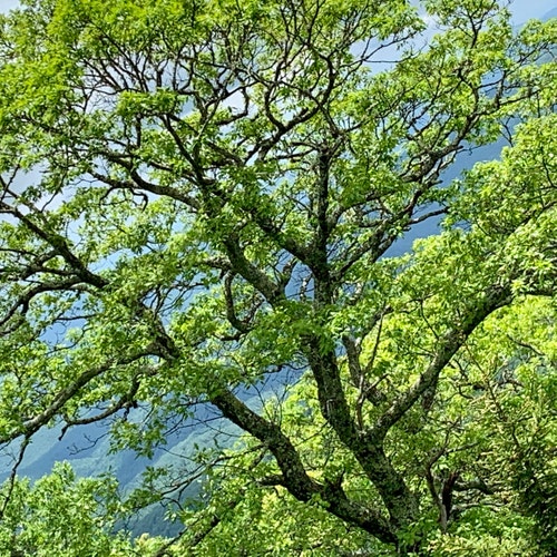 The Caprice Immensity Gwen Frostic 1983 1st Edition Signed