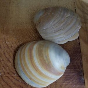 May include: Two seashells with brown, white, and gray stripes. The shells are on a wooden surface.