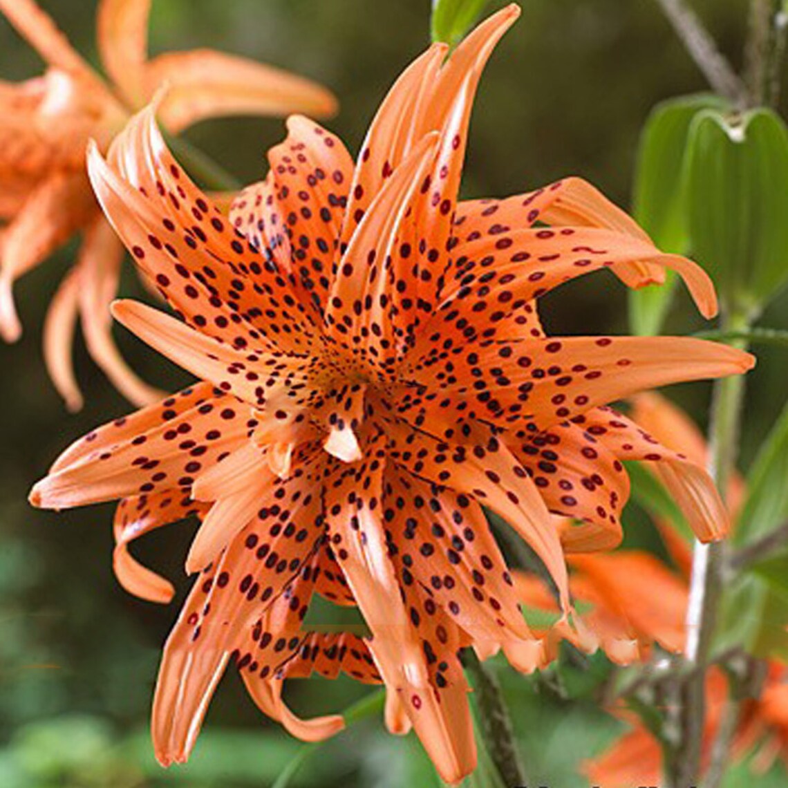 Rare Double Tiger Lily Flower Seeds 50 Seeds Beautiful Deep Etsy