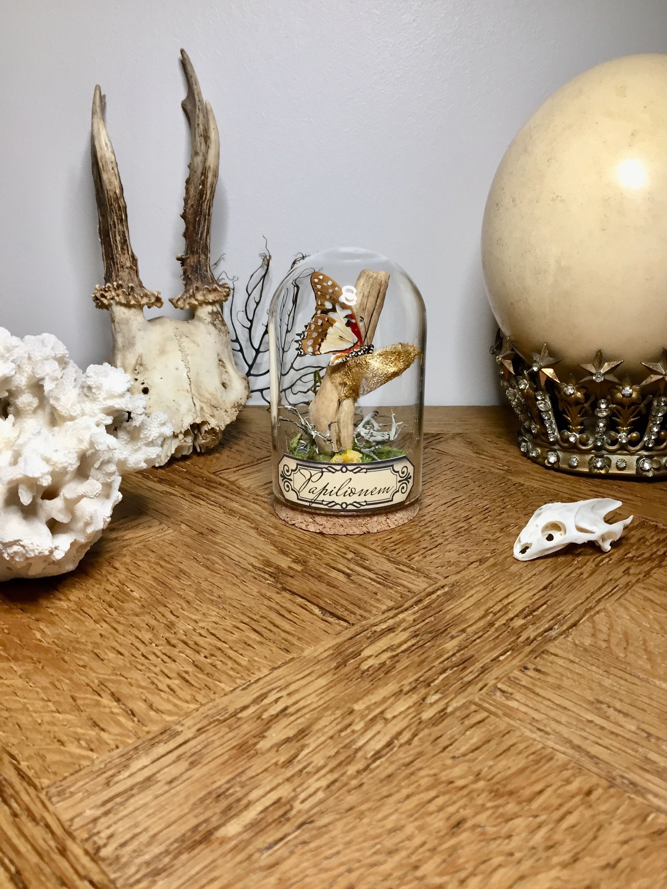 Globe, Curiosité, Papillon, Insecte, Cocon de Soie d'or