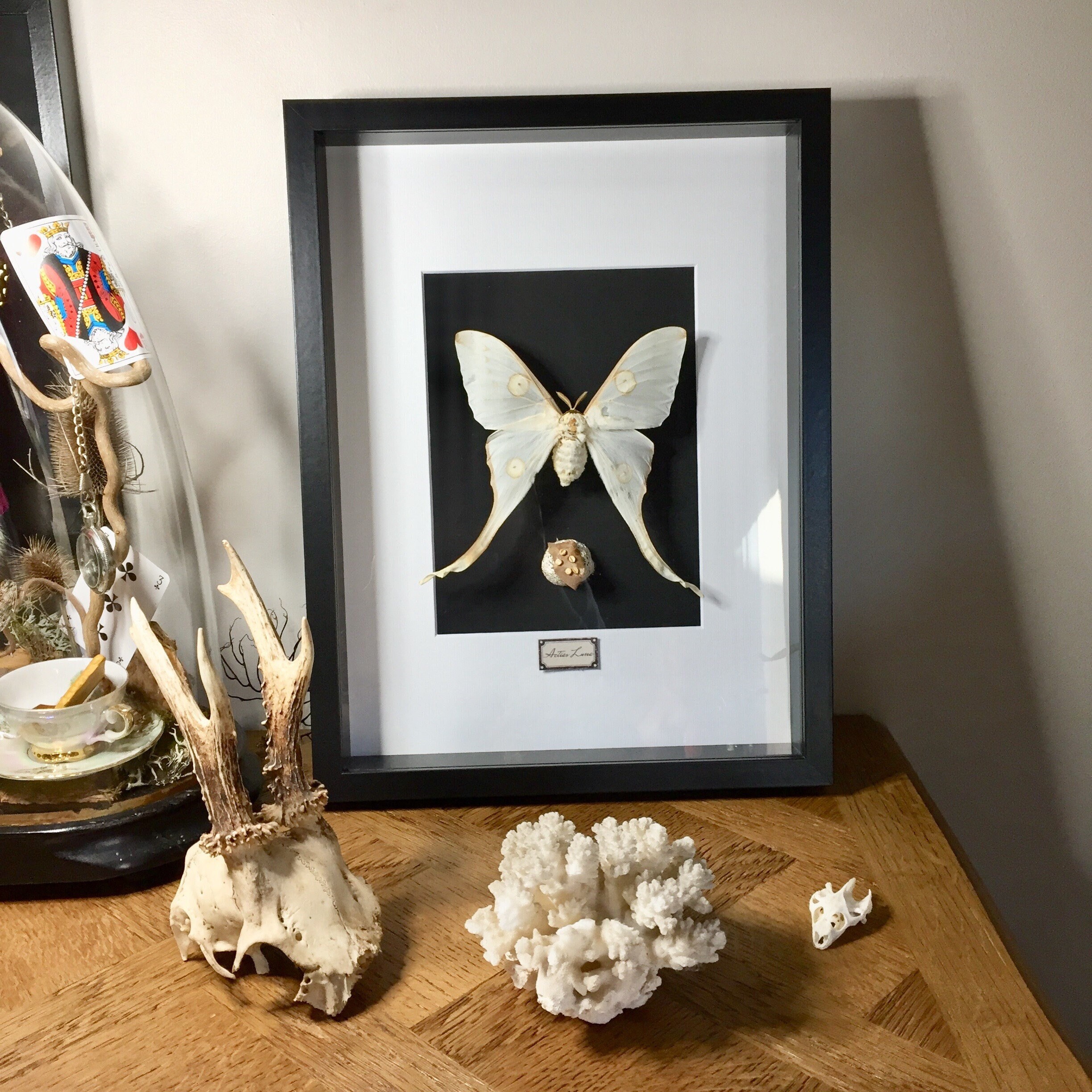 Cadre Virtine Papillon Lune et Sa Crysalide