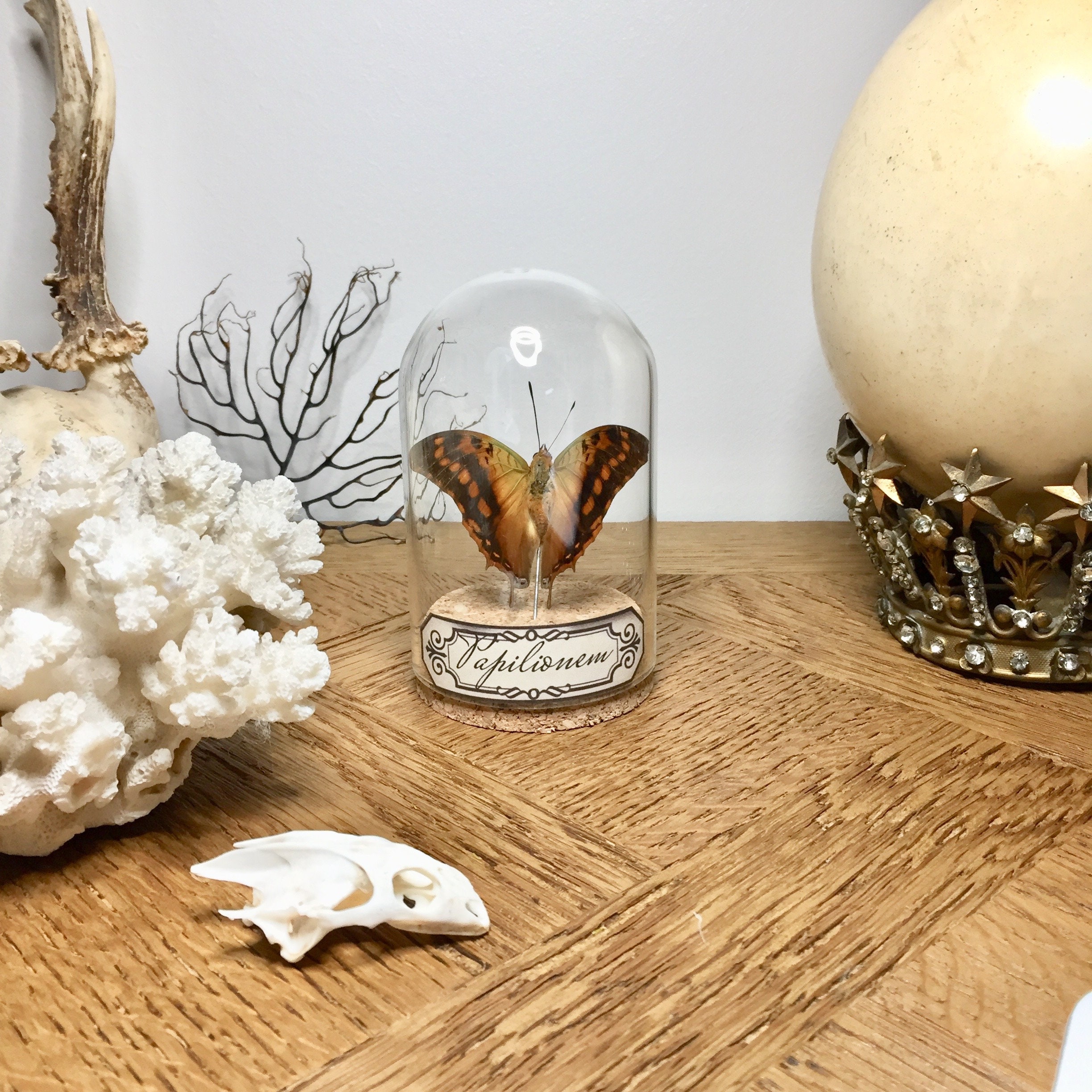 Globe, Curiosité, Papillon, Insecte