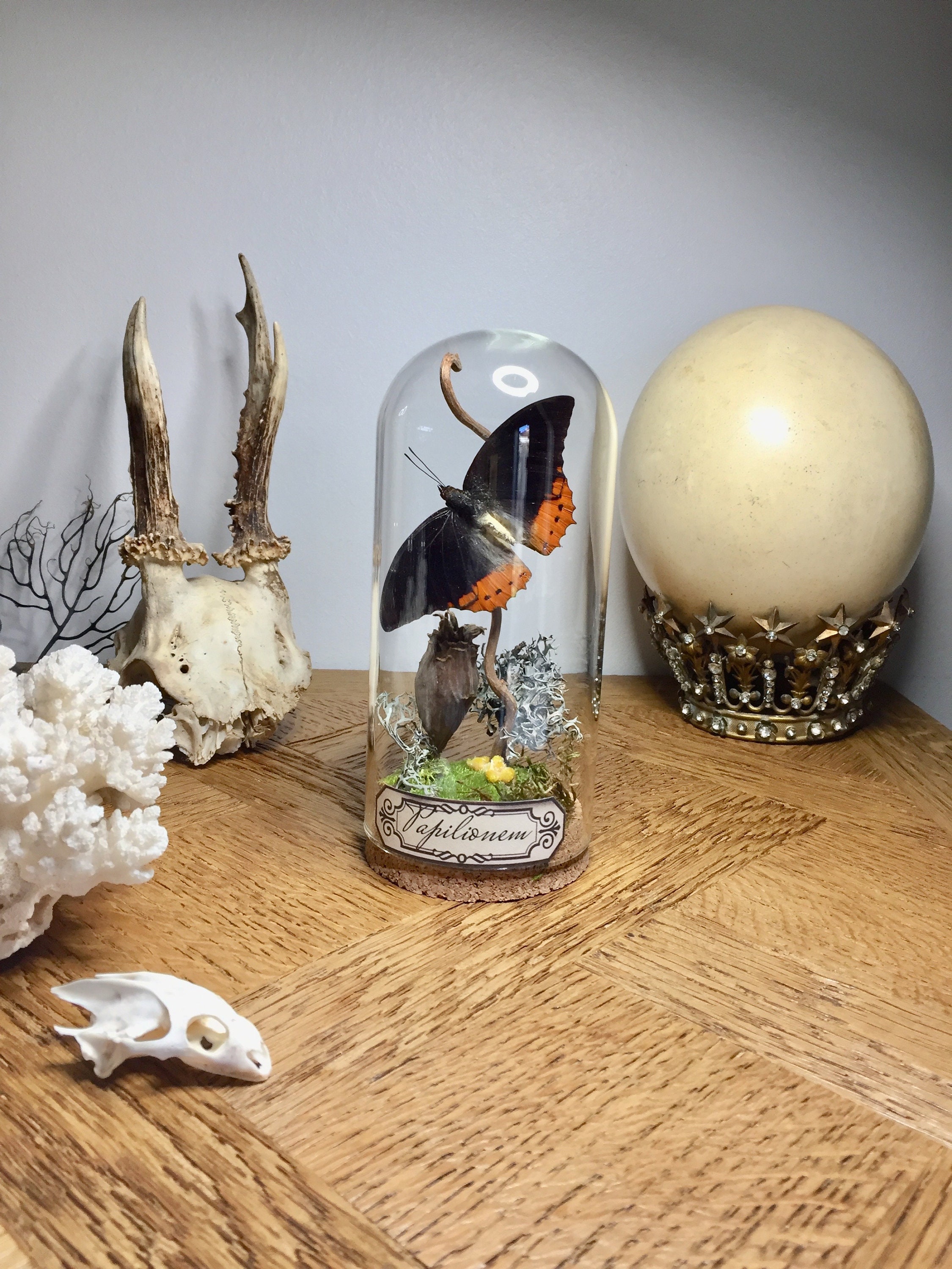 Globe, Curiosité, Papillon, Insecte