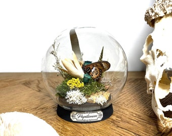 globeboule, curiosité, papillon, idée cadeau, entomologie, insecte