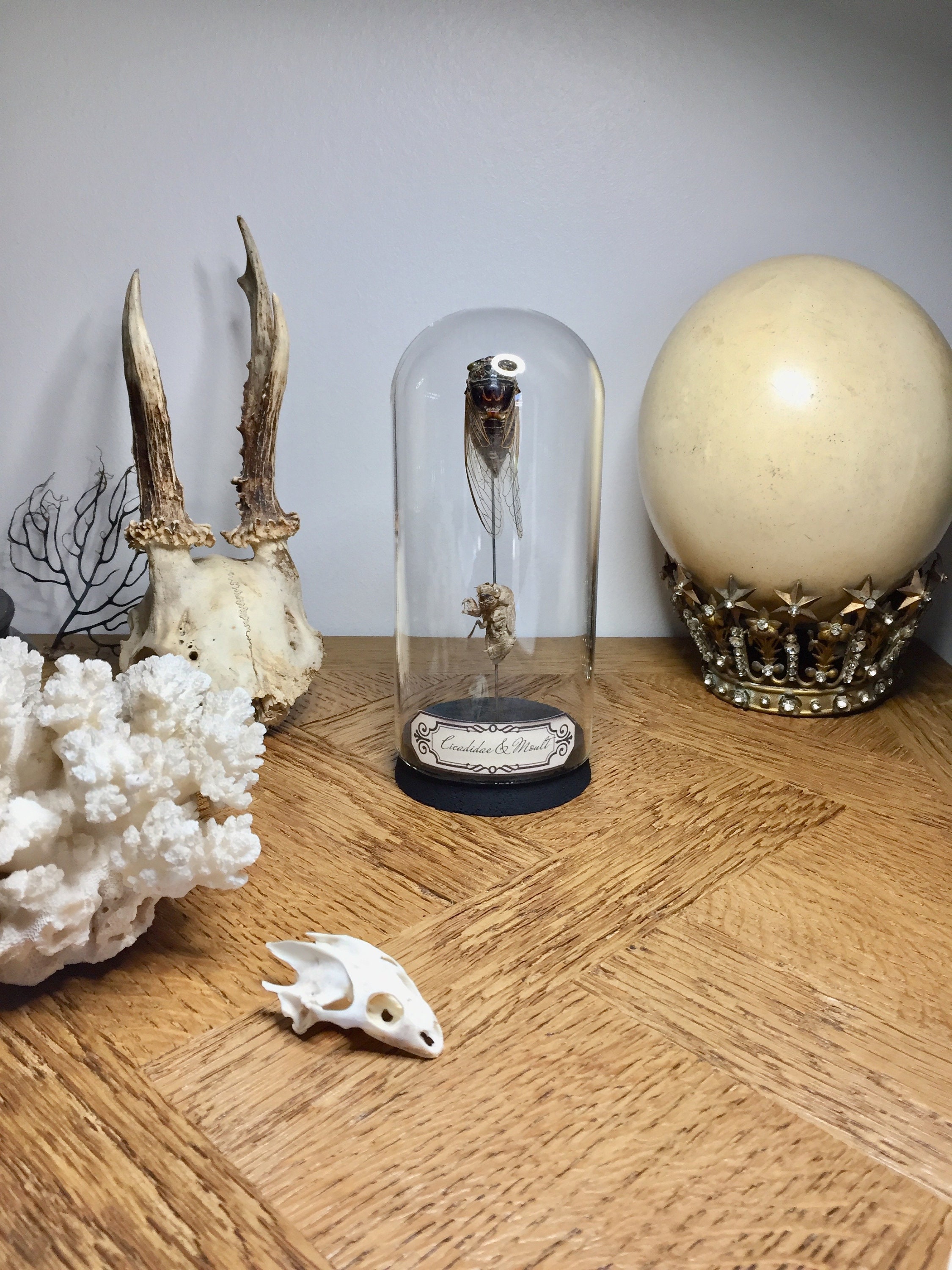 Globe, Curiosité, Insecte, Cigale, Mue de Cigale