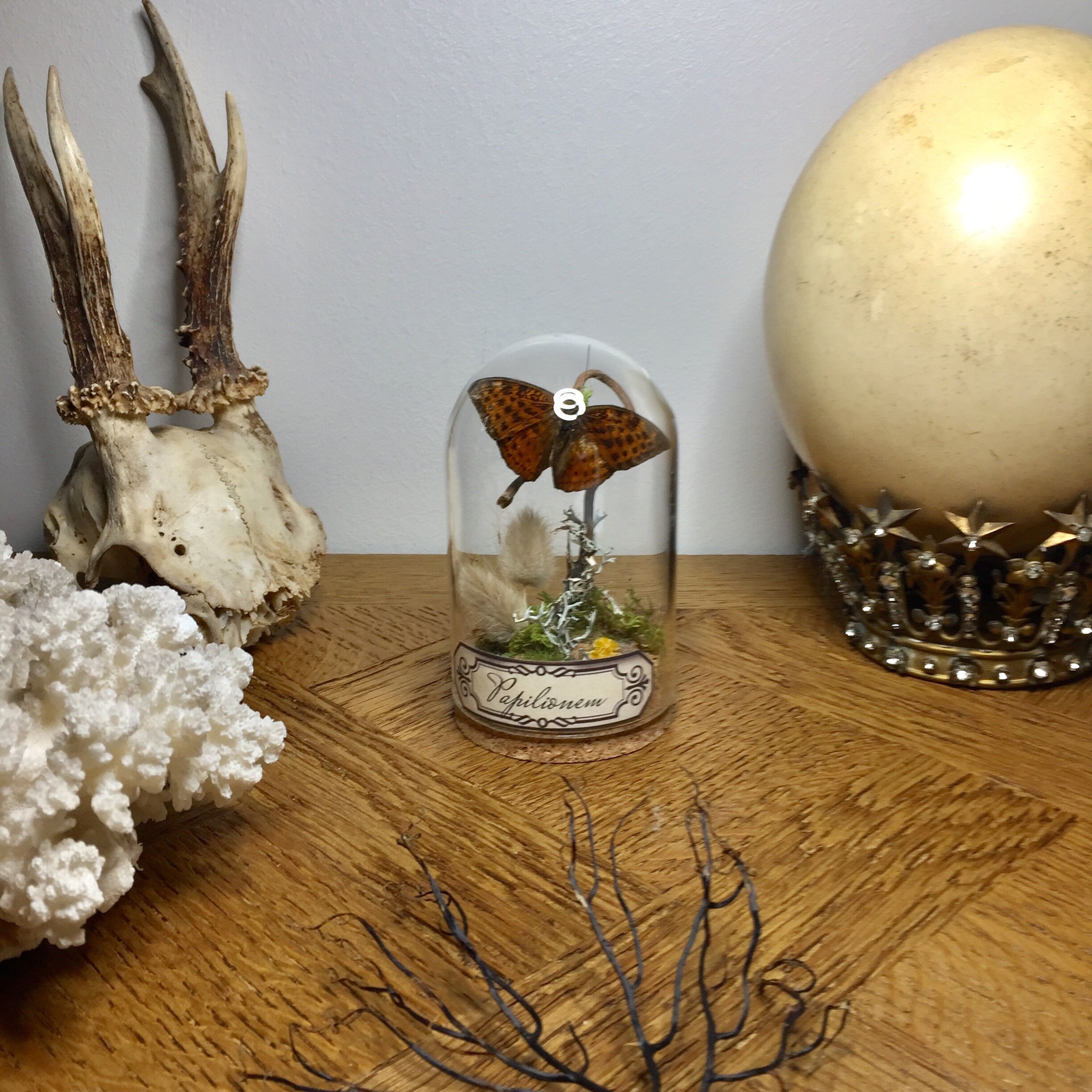 Globe, Curiosité, Papillon, Insecte