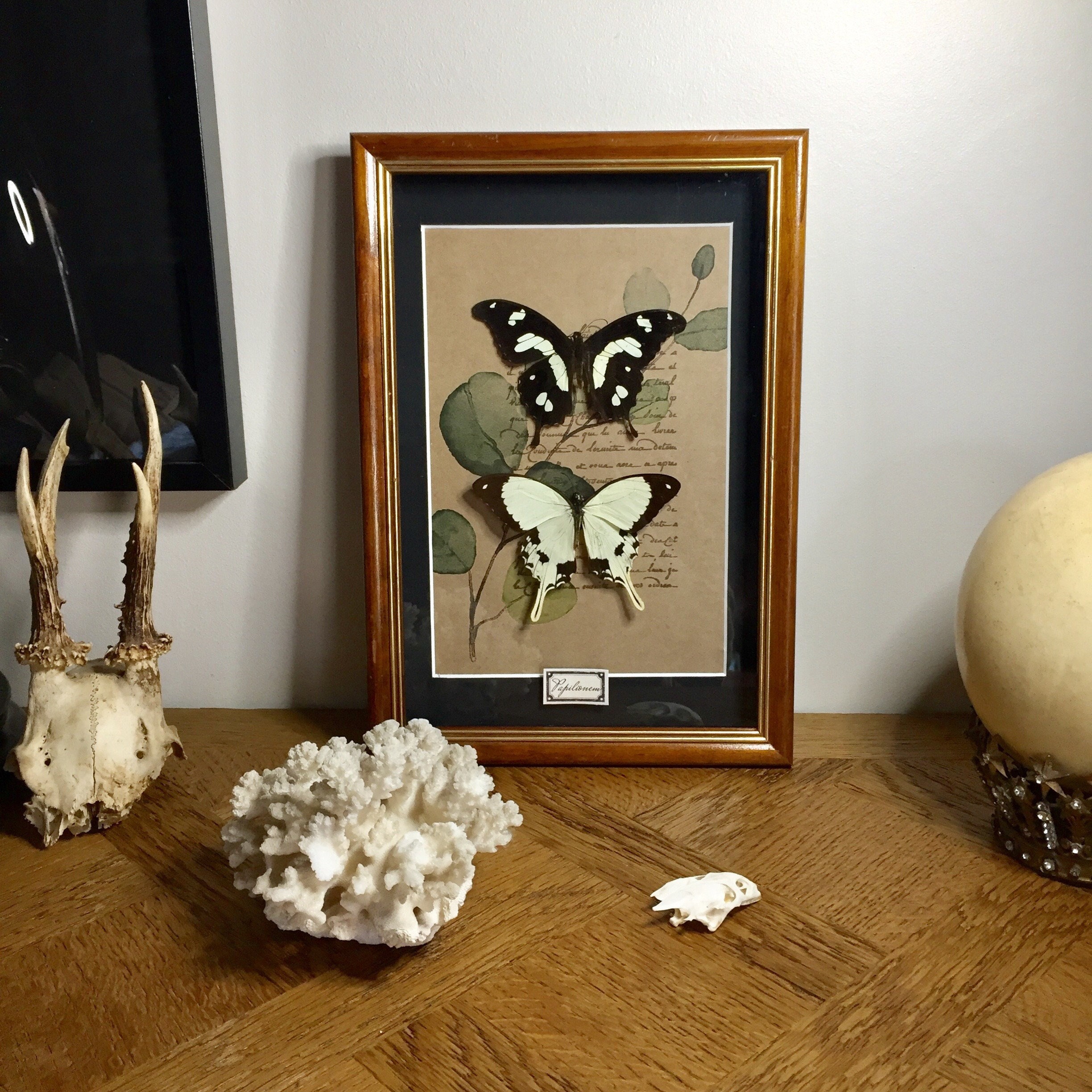 Cadre Vitrine, Curiosité, Entomologie, Papillon, Insecte