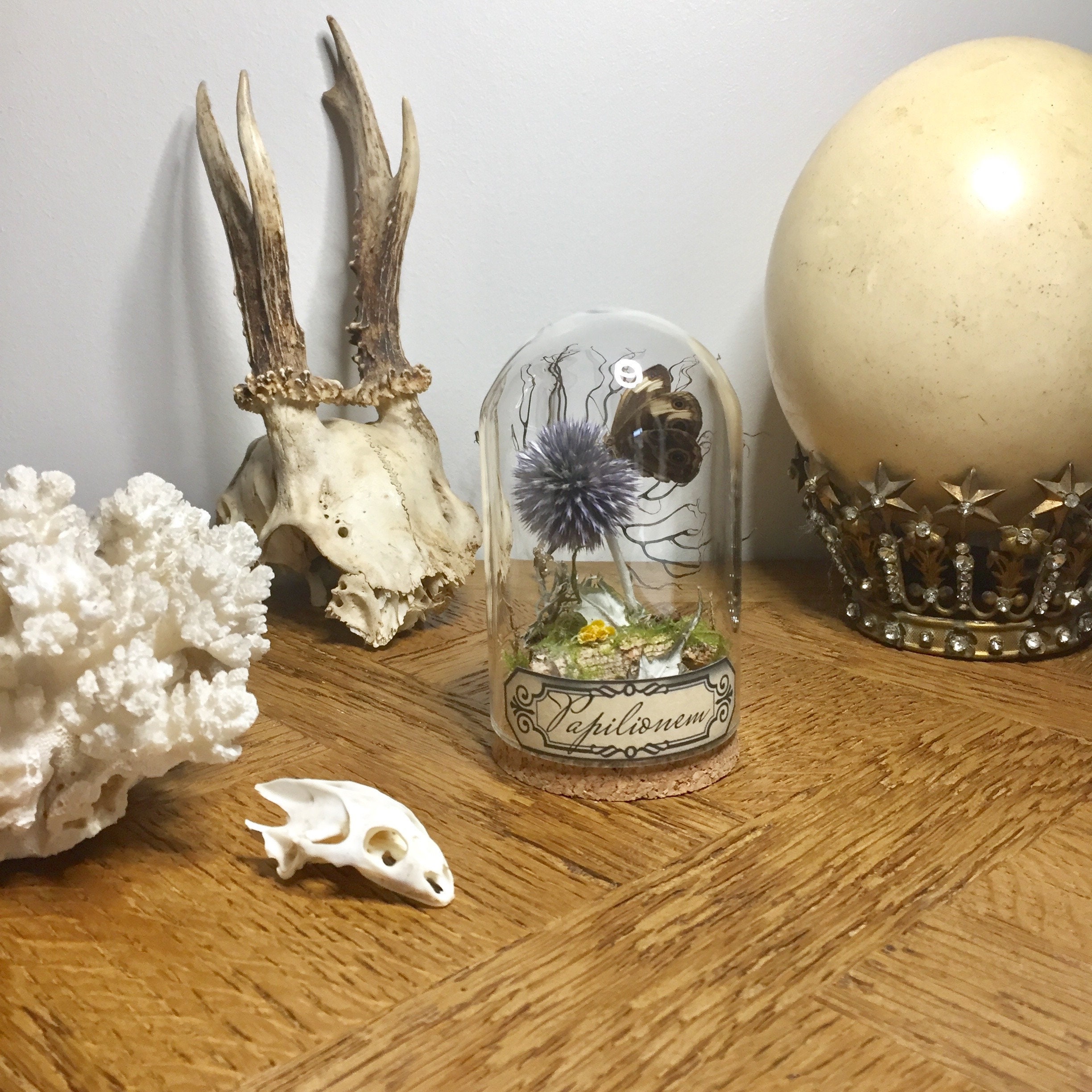 Globe, Curiosité, Papillon, Insecte