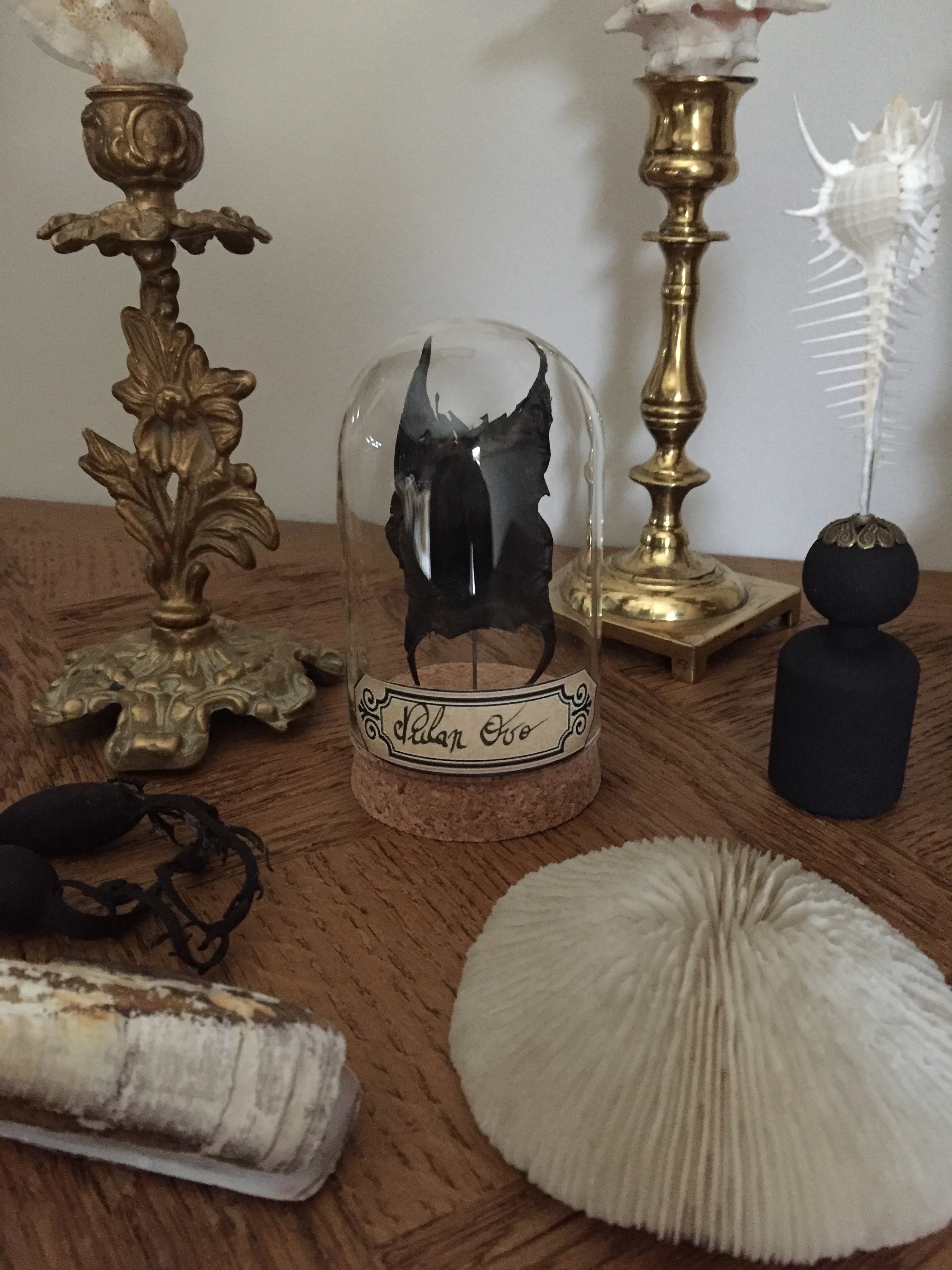 Globe, Curiosité , Oeuf de Raie