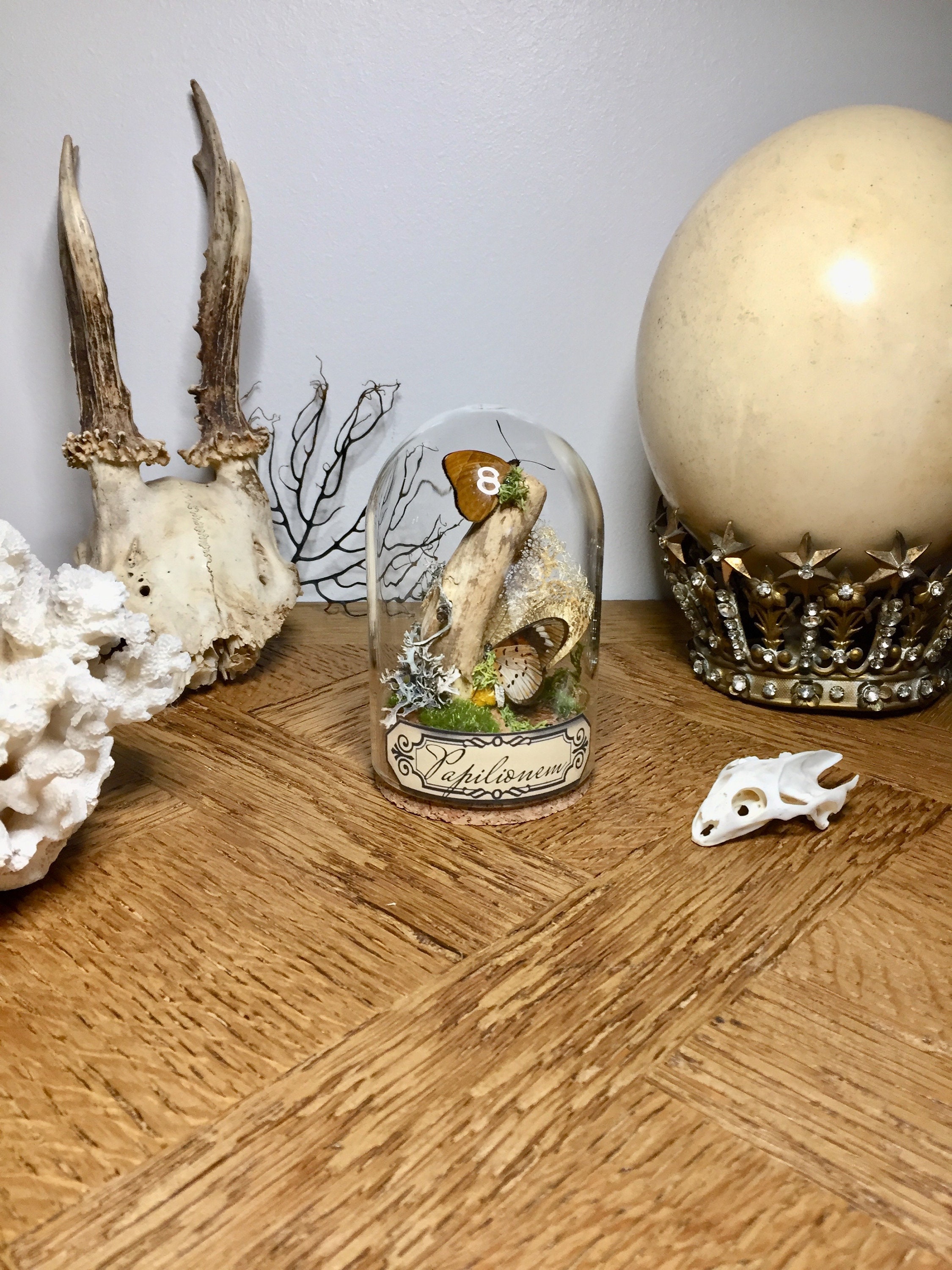 Globe, Curiosité, Papillon, Insecte, Cocon de Soie d'or