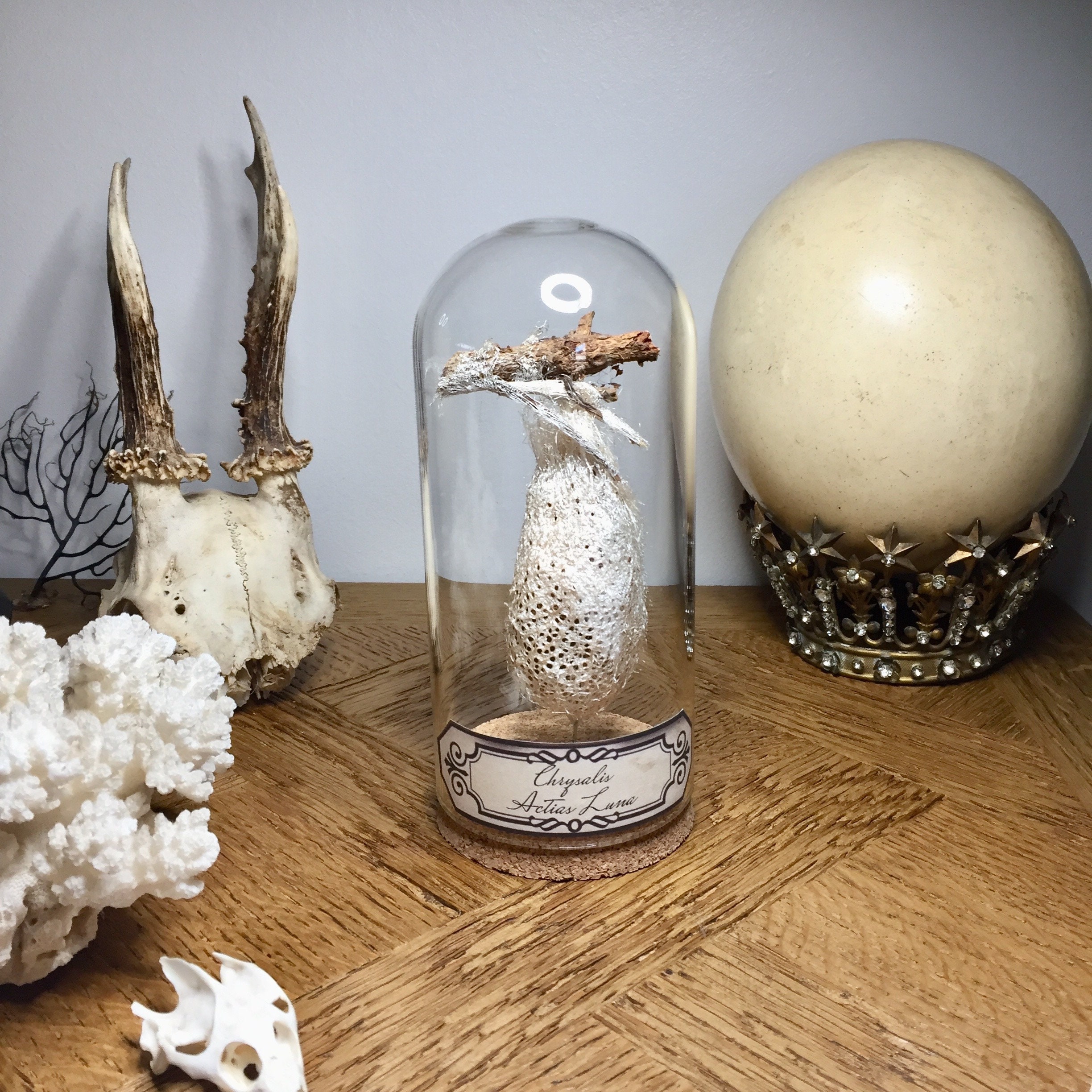 Globe, Curiosité, Papillon Lune , Crysalide