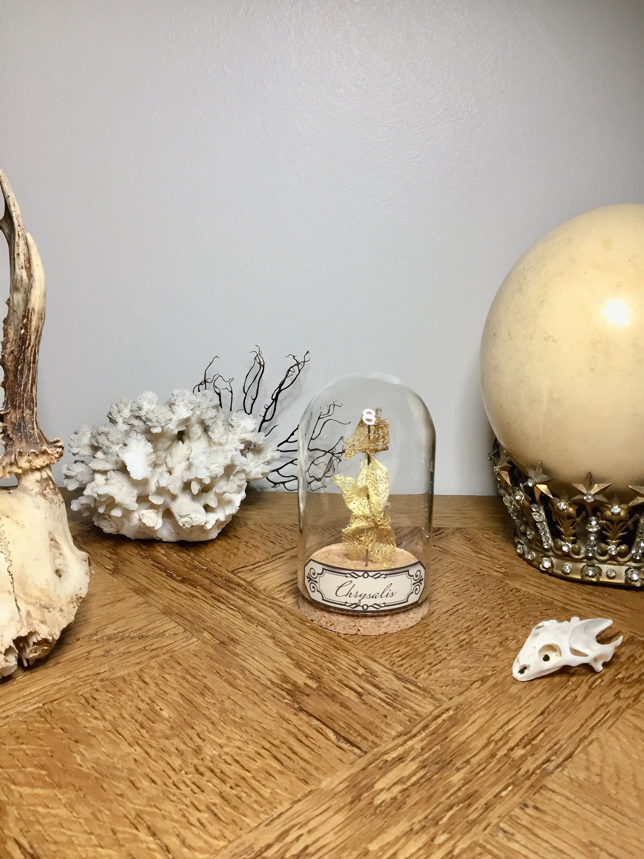 Globe, Curiosité, Cocon de Soie Doré