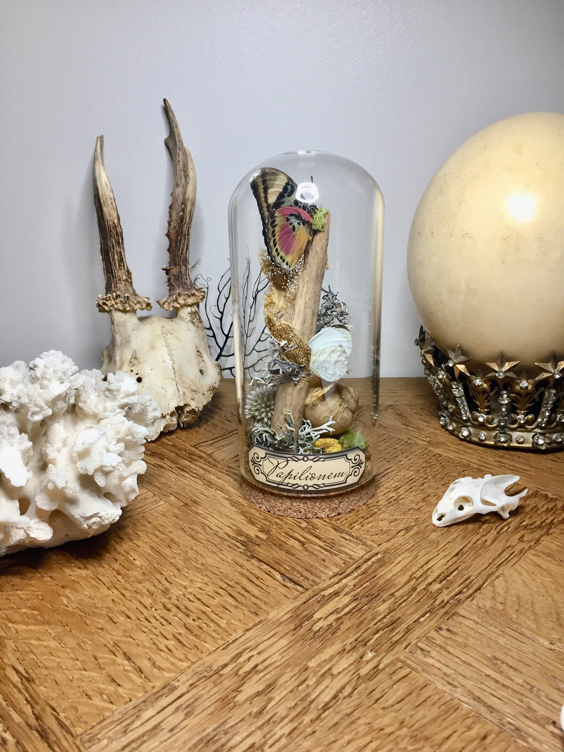 Globe, Curiosité, Papillon, Insecte, Cocon de Soie d'or