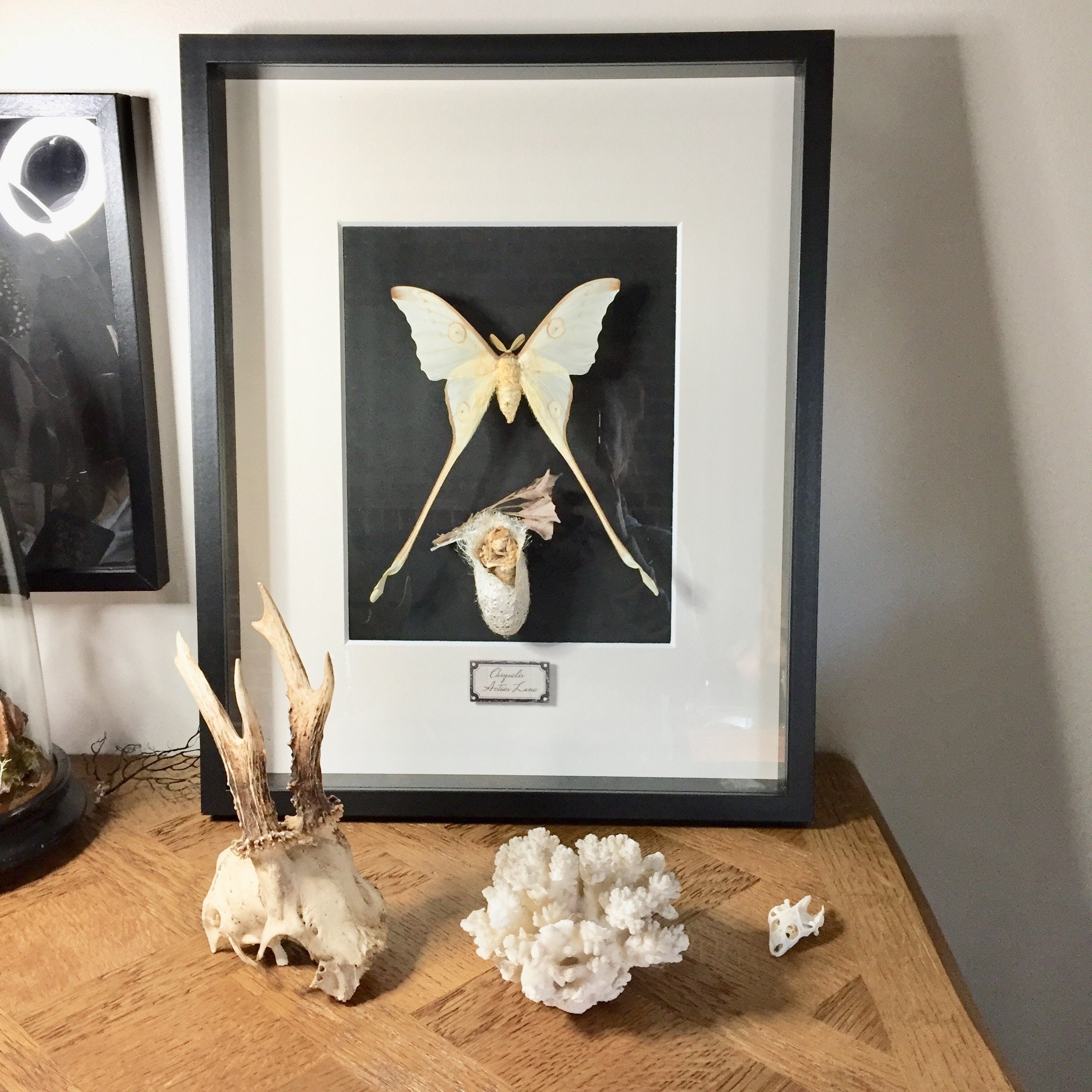 Cadre Vitrine, Papillon Lune et Sa Chrysalide