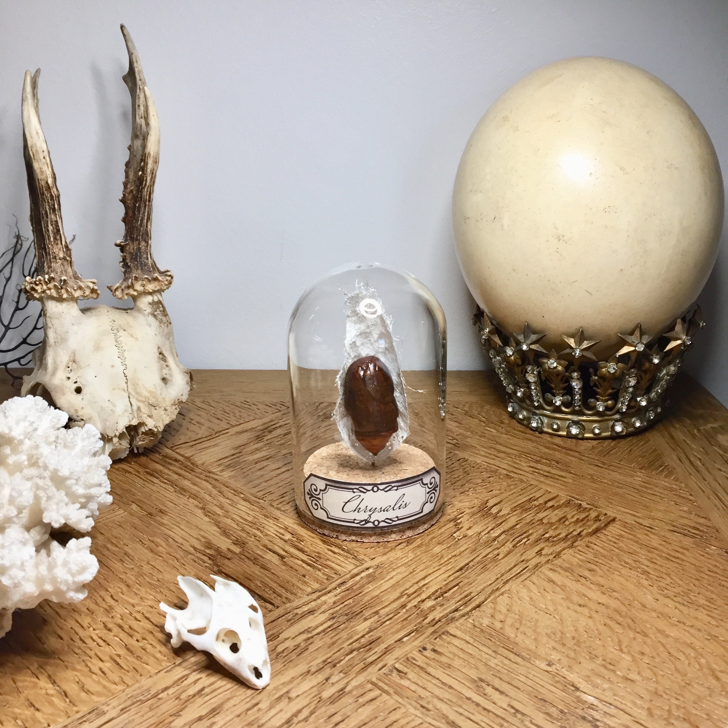 Globe, Curiosité, Papillon Lune, Crysalide