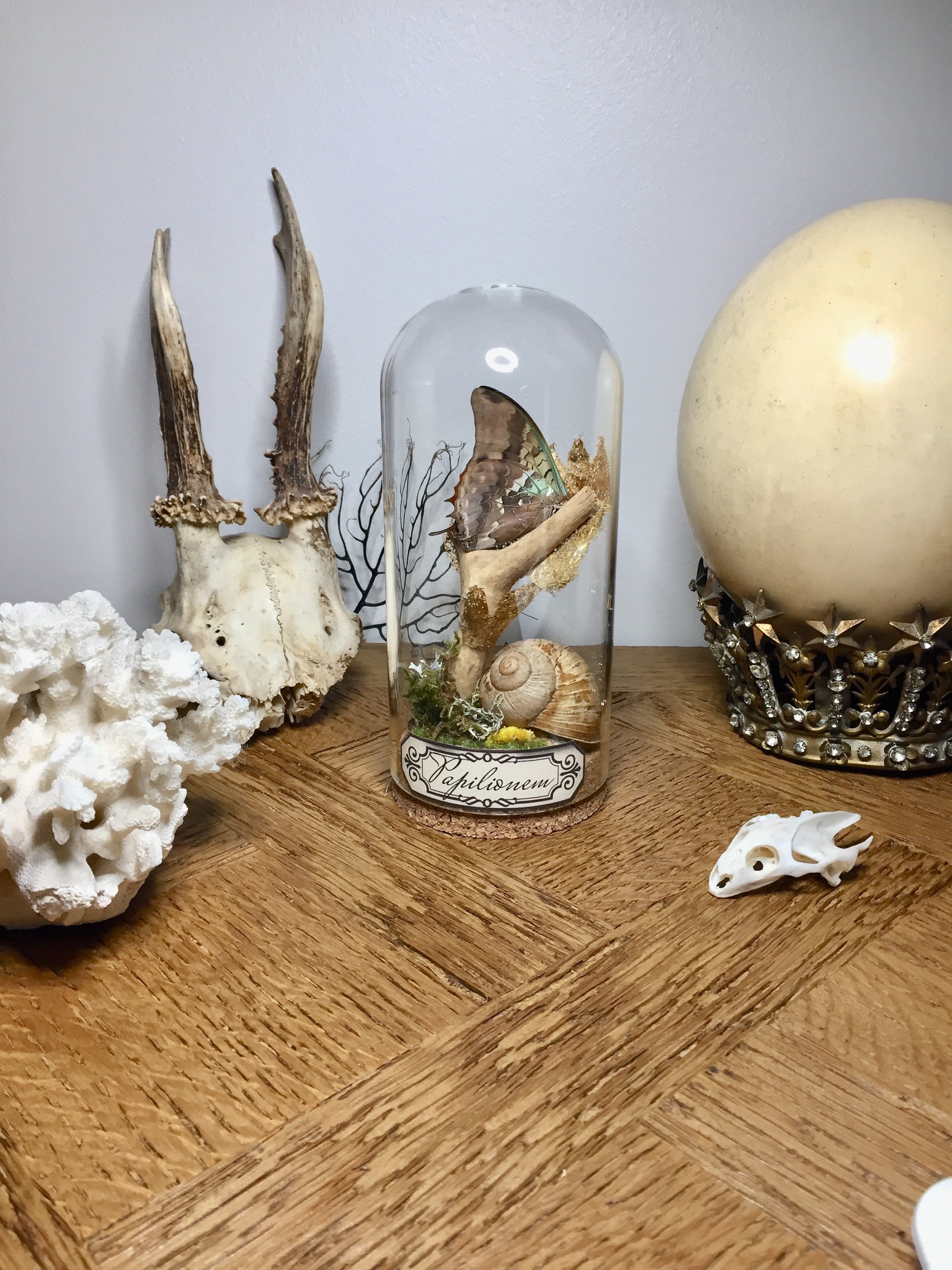 Globe, Curiosité, Papillon, Insecte, Cocon de Soie d'or