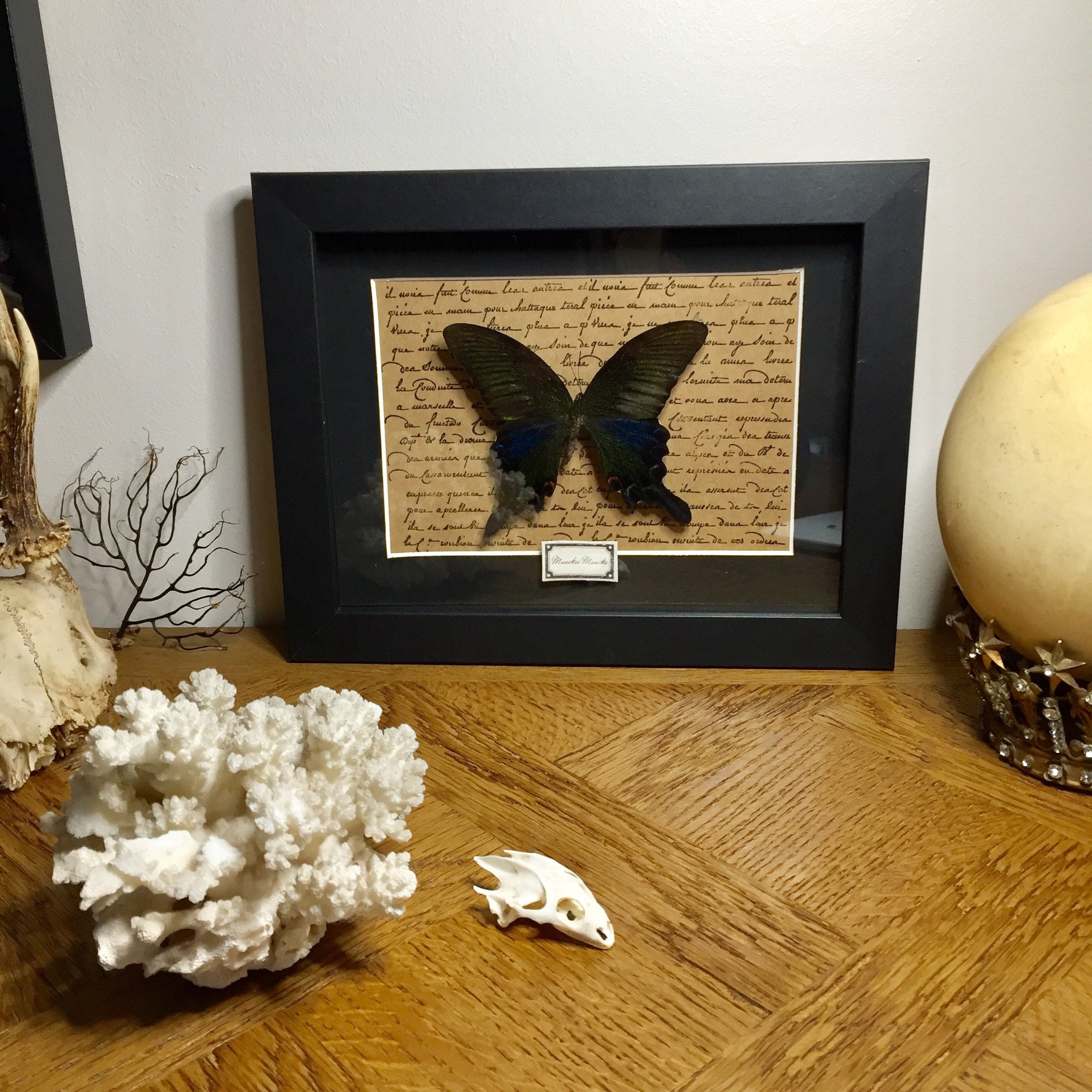 Cadre, Curiosité, Papillon, Entomologie