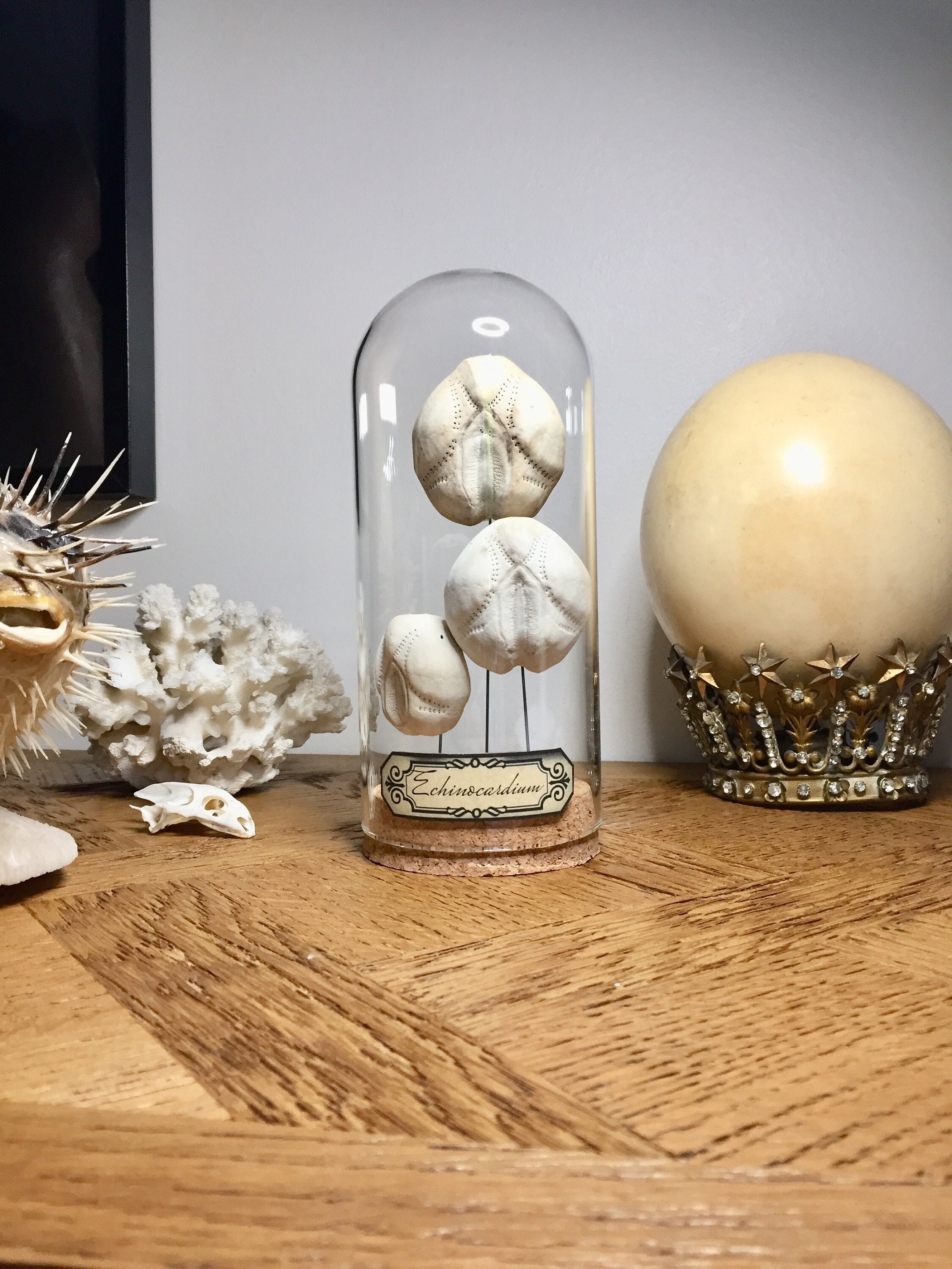 Globe, Curiosité, Squelette Oursin